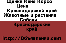 Щенки Кане Корсо. › Цена ­ 20 000 - Краснодарский край Животные и растения » Собаки   . Краснодарский край